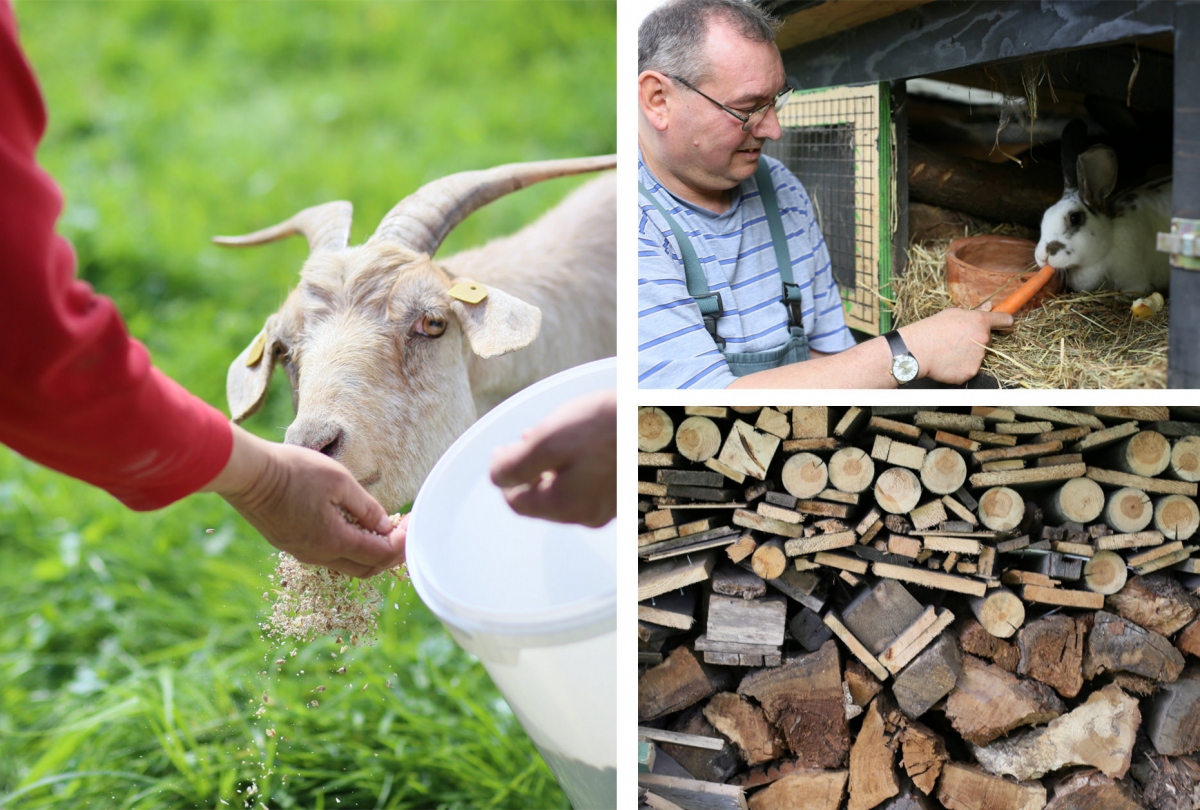 Ziegen und Kaninchen werde gefüttert 