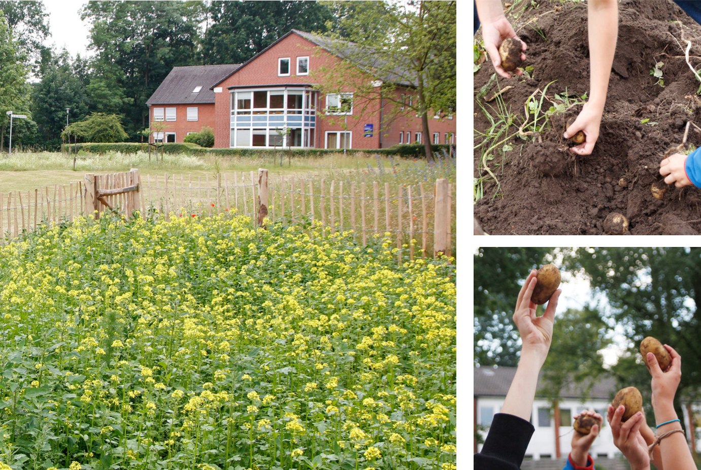 Eine Zusammenstellung von Bildern zum Kartoffelanbau und zur Kartoffelernte in Lilienthal 