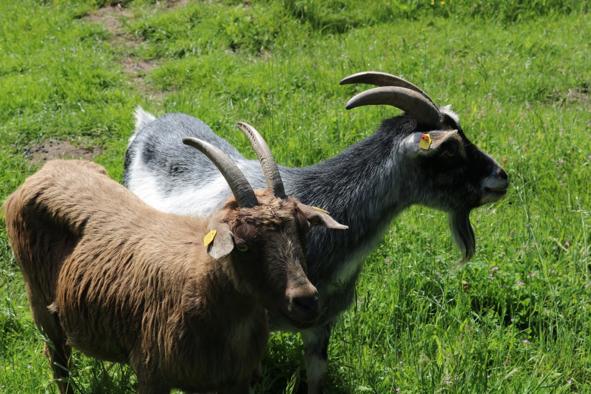 Zwei sind einer zuviel