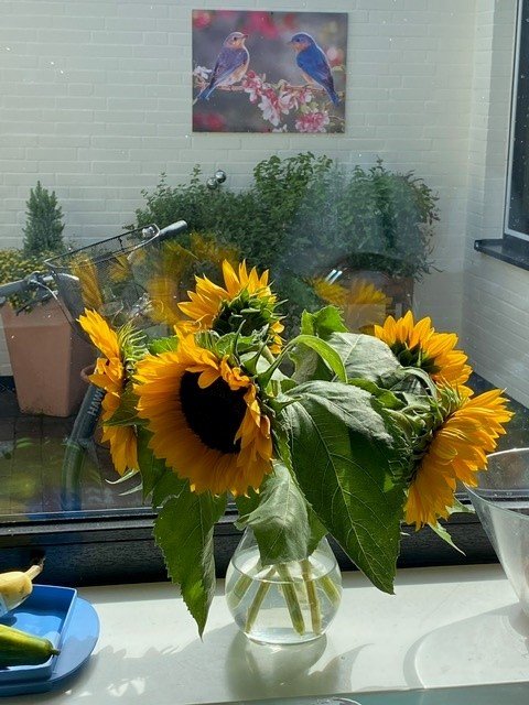 Blumen auf der Fensterbank