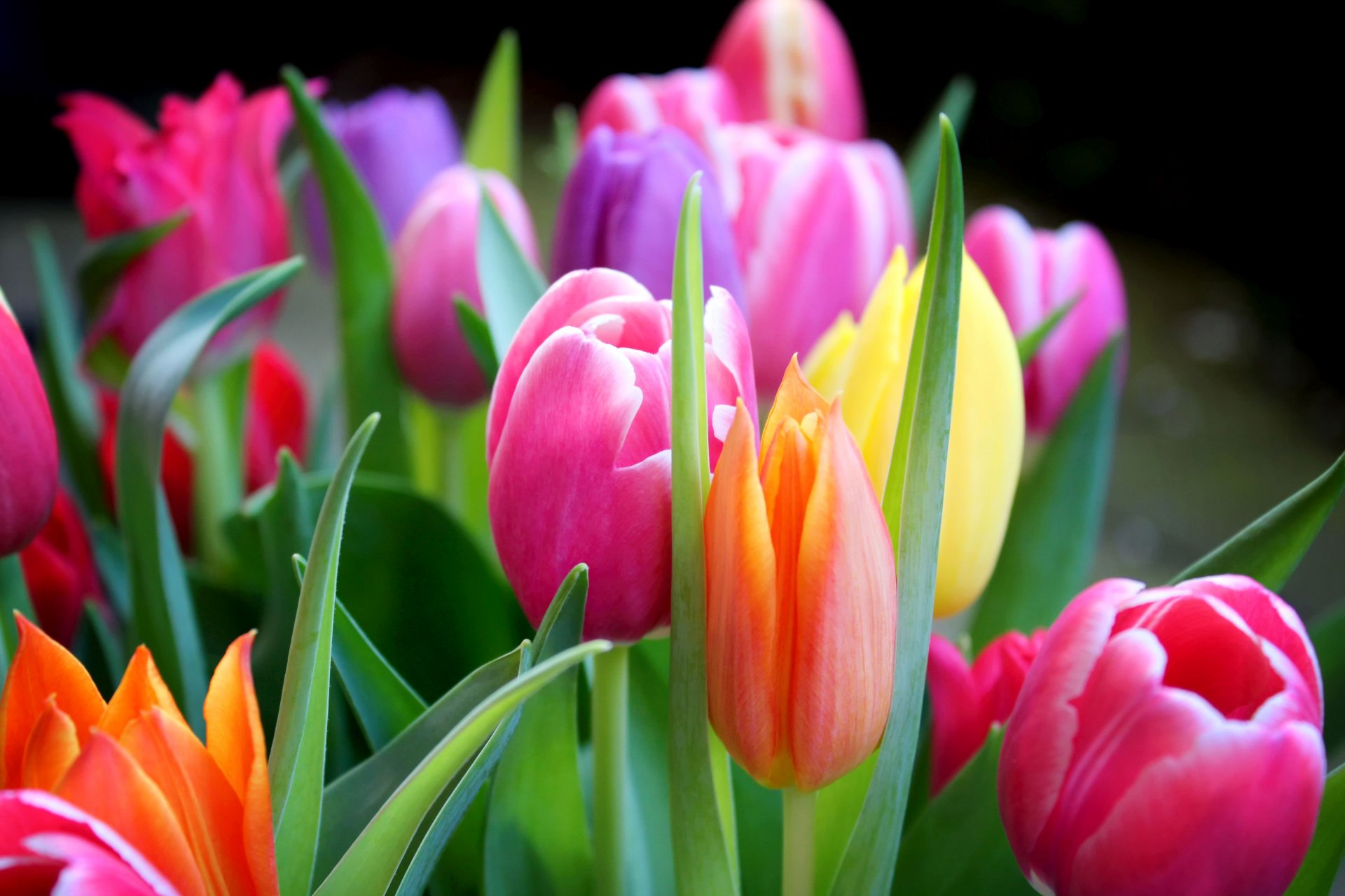 Tulpenstrauß
