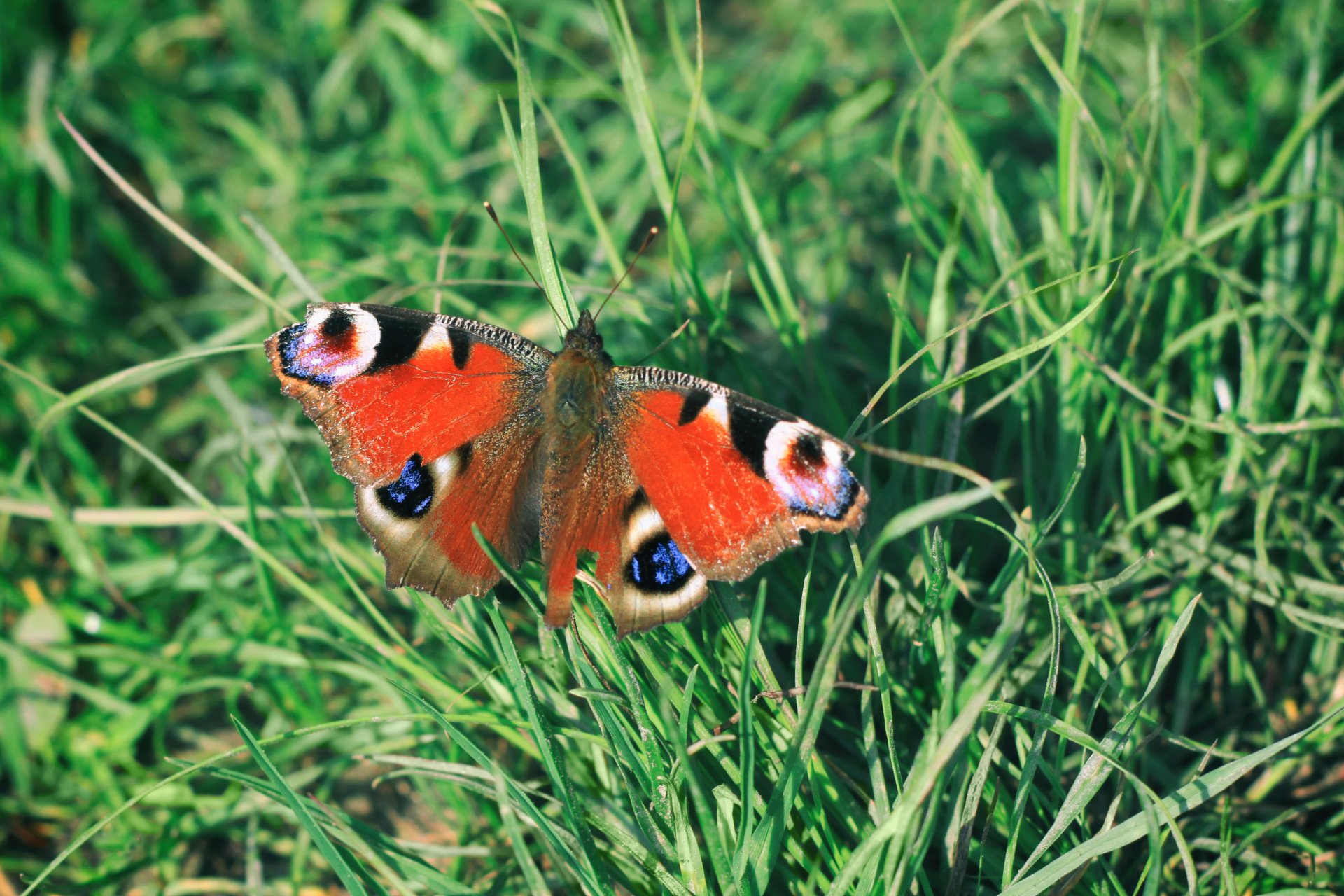 Schmetterling
