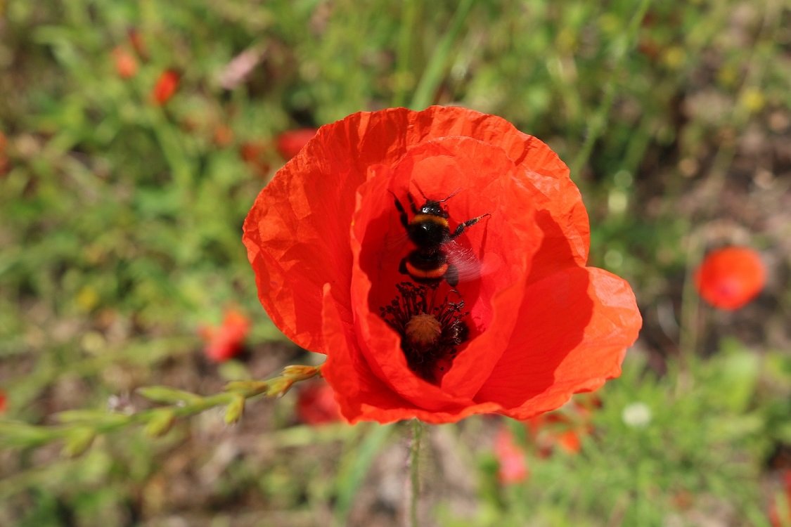 Mohnblume mit Hummel