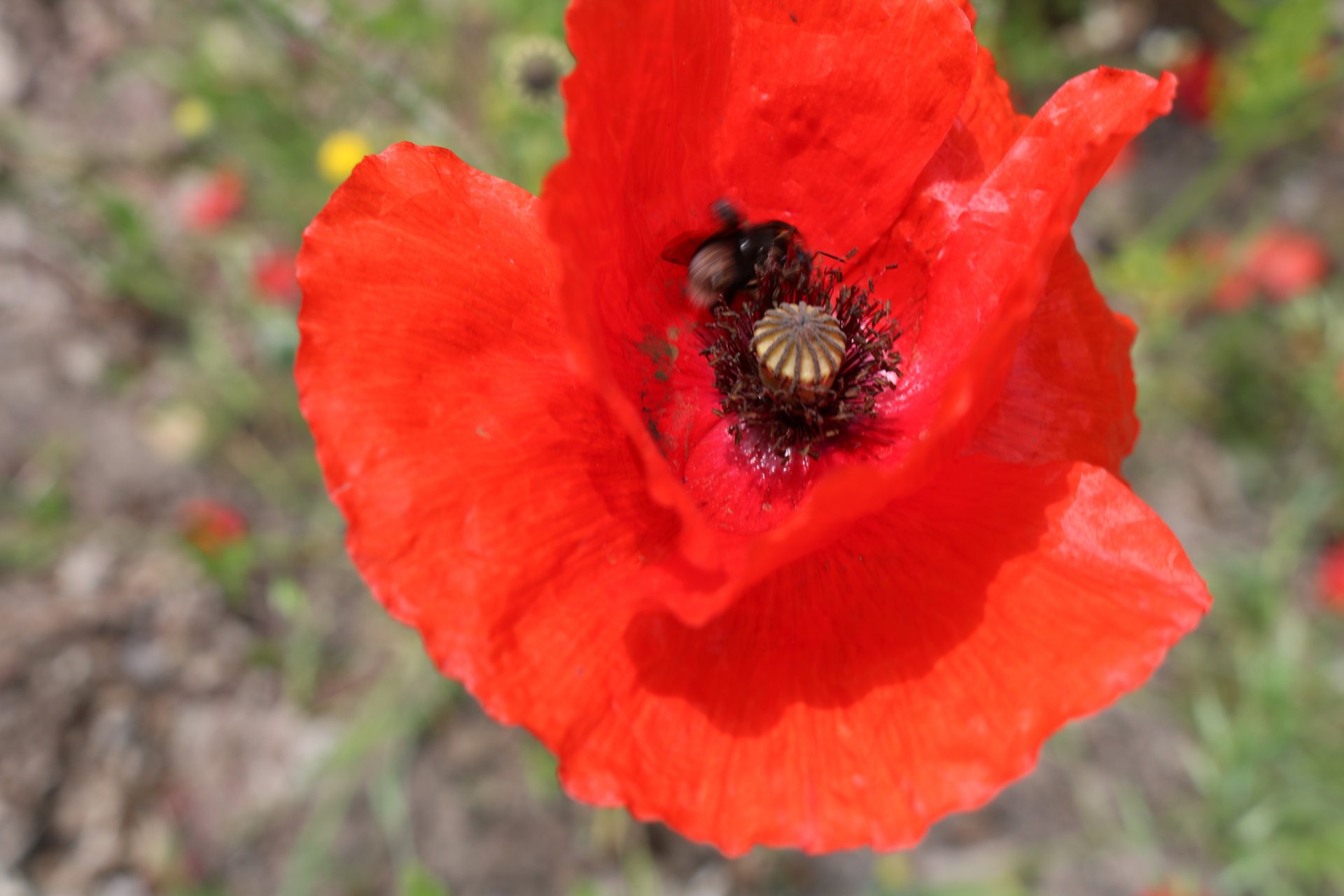 Mohn 6
